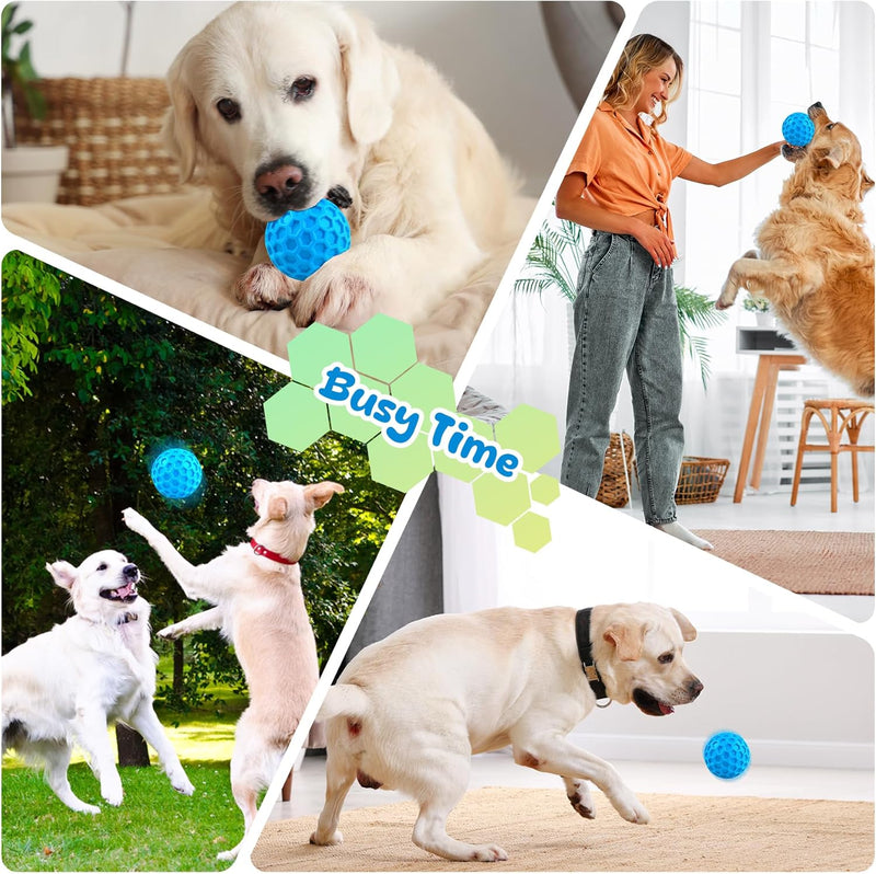 Pet Accessories