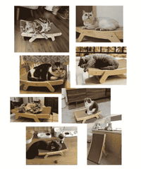 Multiple cats relaxing and playing on various transformable cat beds and scratchers in cozy home settings
